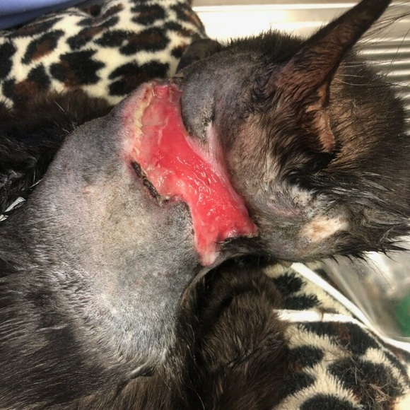 New Rescue - Picture 4 of 6